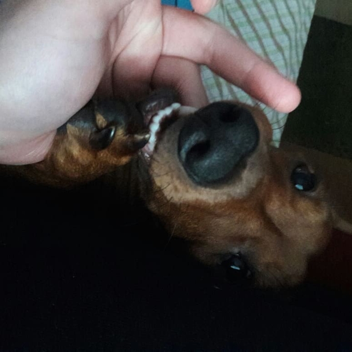 макс