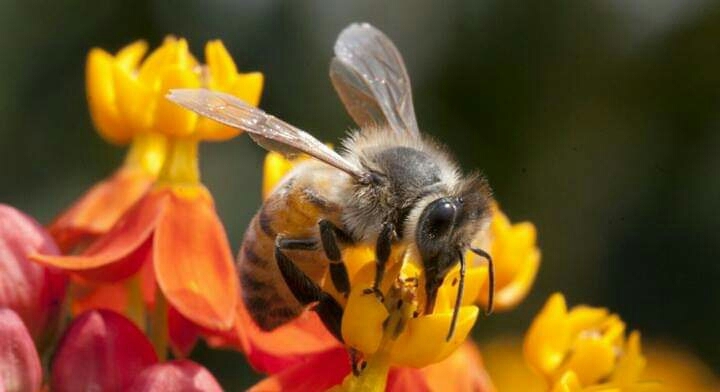 bees are blessing