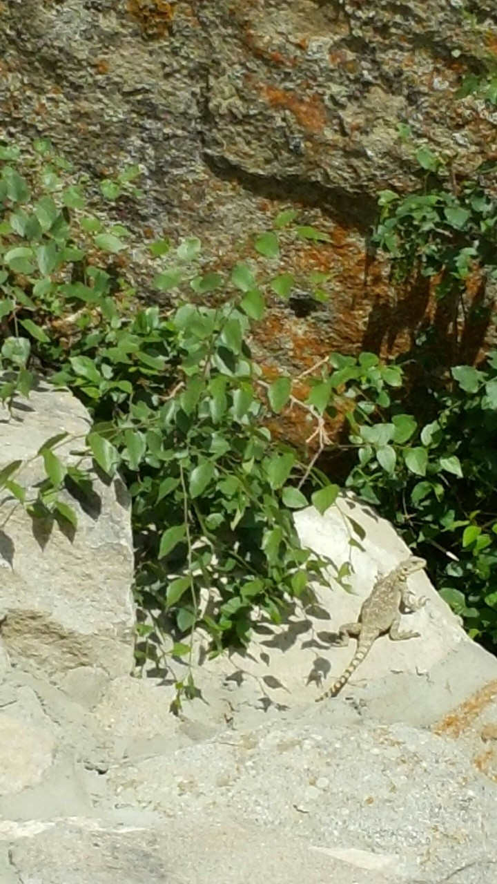 daş