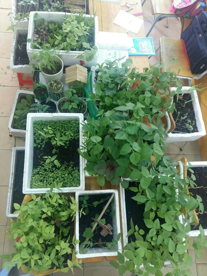 Lovely garden