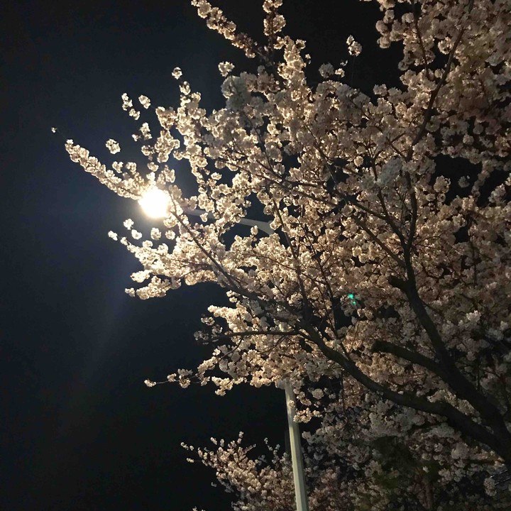 벚꽃