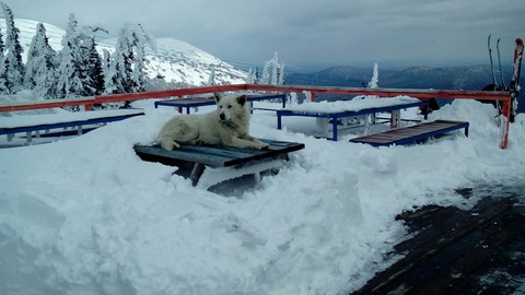 hotdog)