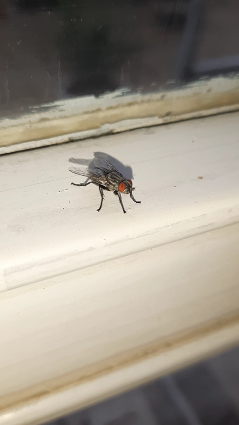 fly