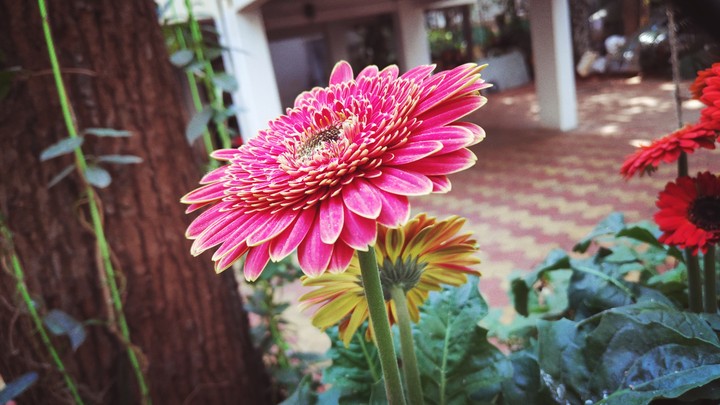 flower
