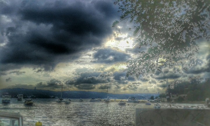 sky, sea and tree