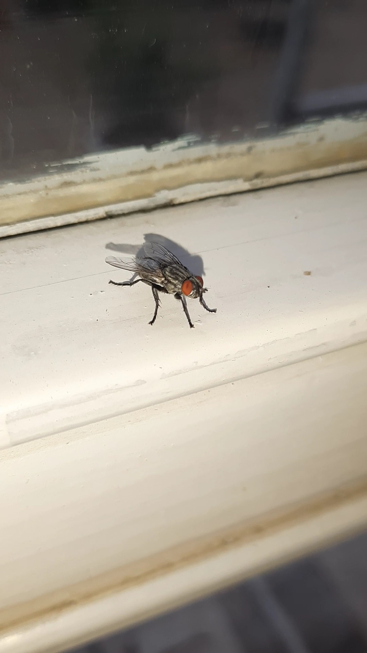 fly