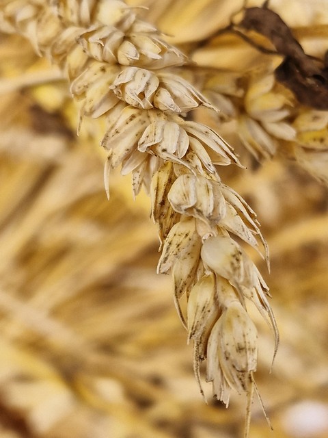 тапети wheat, grass