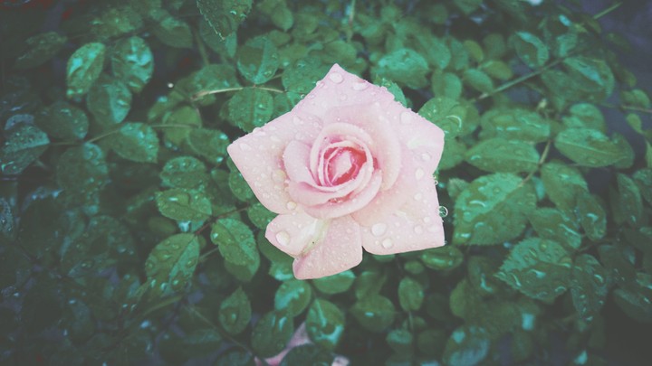 rose