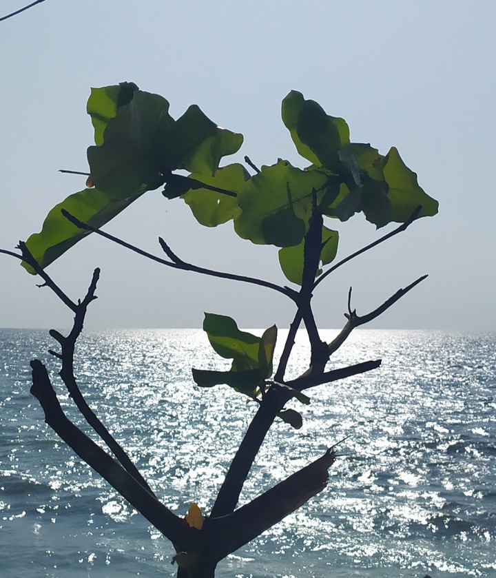 sea