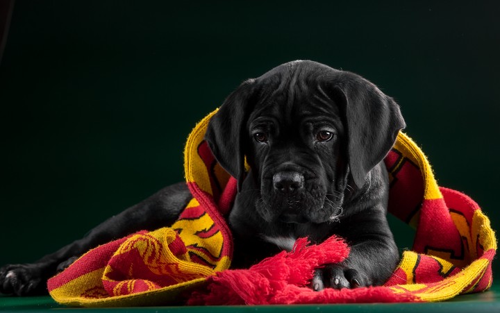 dog