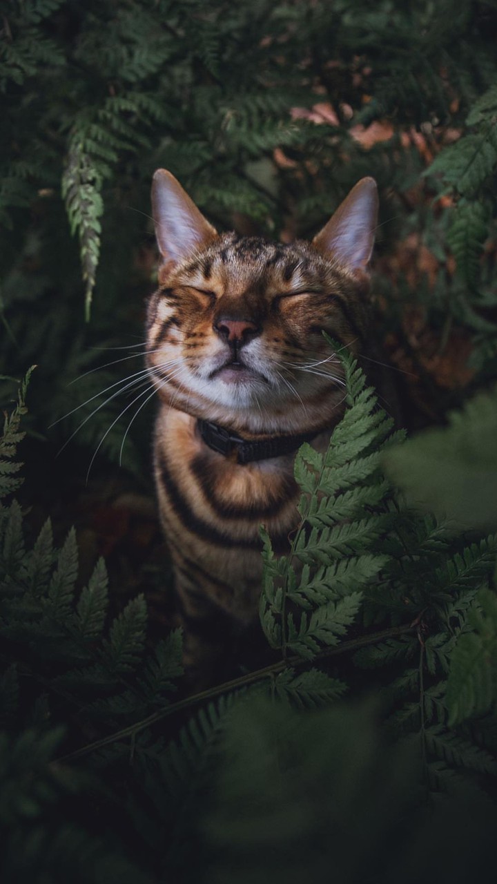 Кот