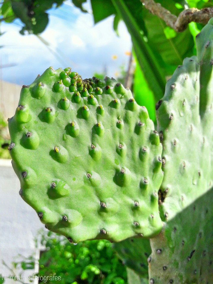 cactus green