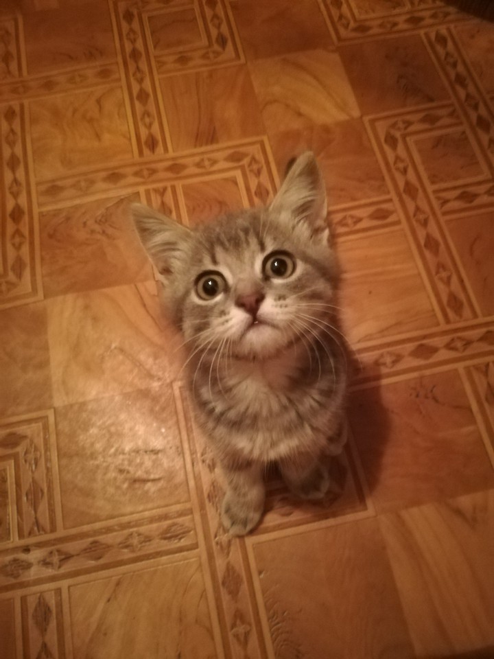 котёнок