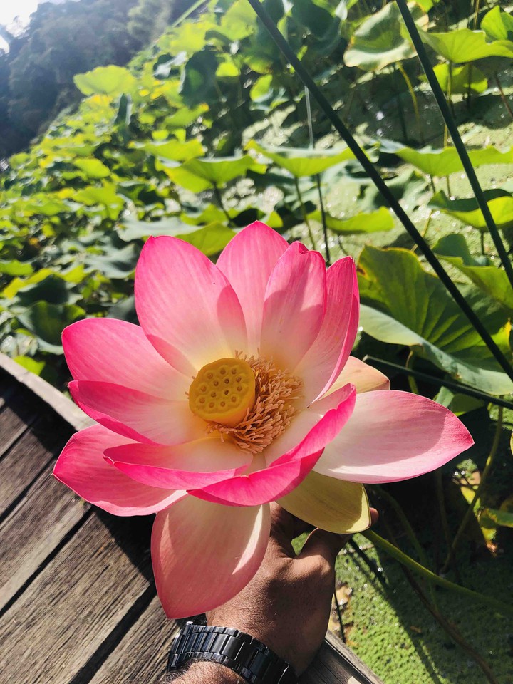 lotus at Royal Botanical Garden-Melbounre