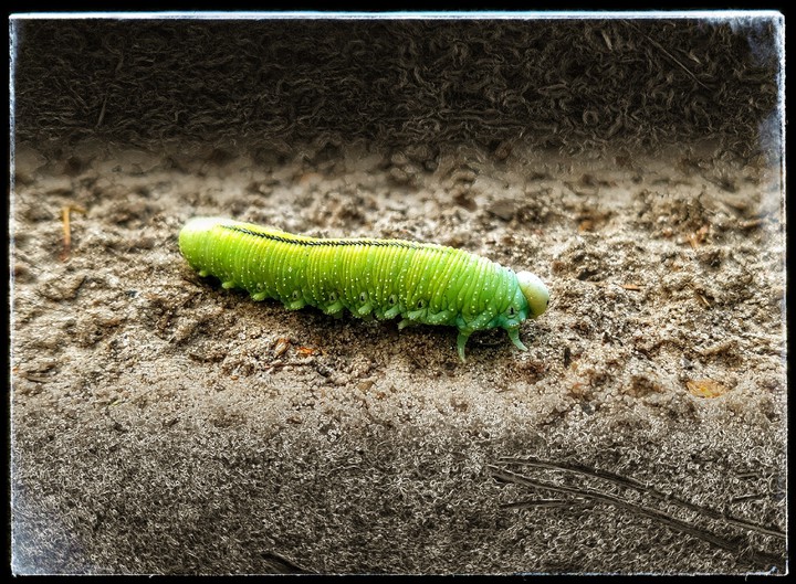Worm