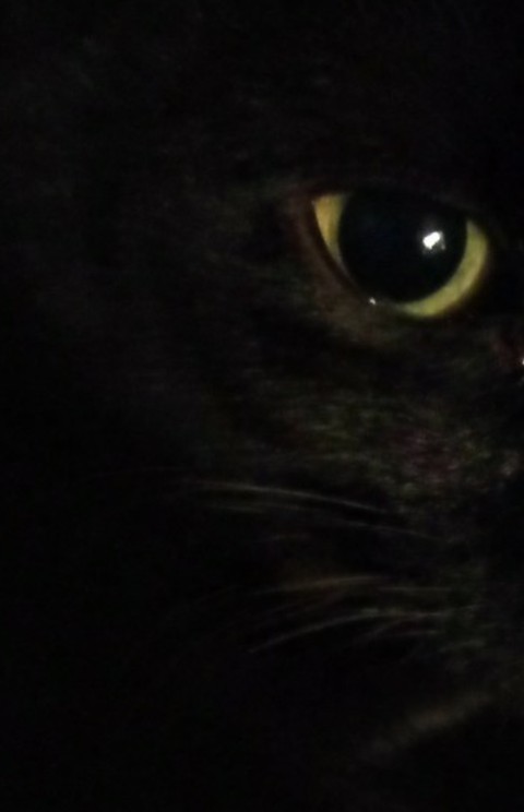 Black Cat