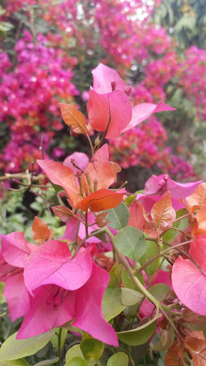 Flowers