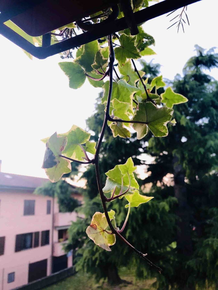 Piante