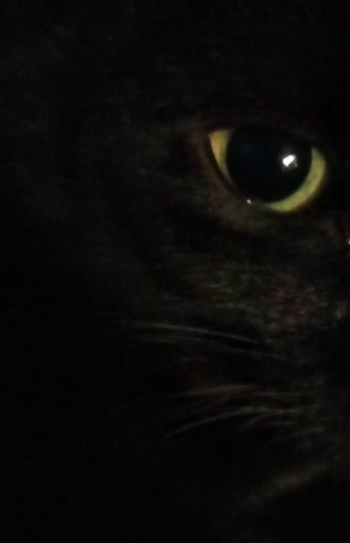Black Cat