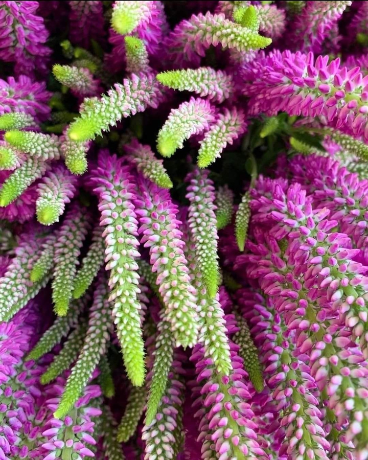Aos meus queridos amigos do coração bjs.