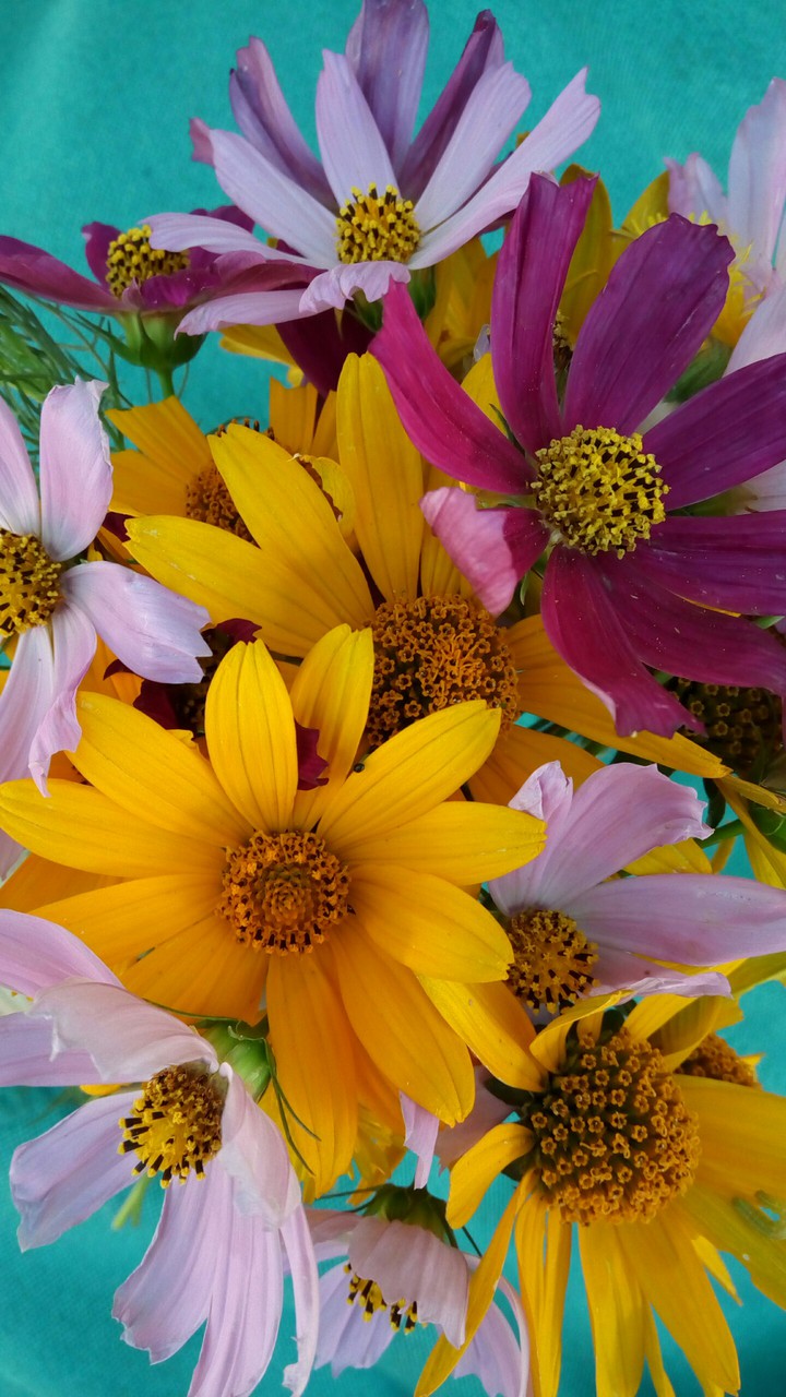 Multicolored