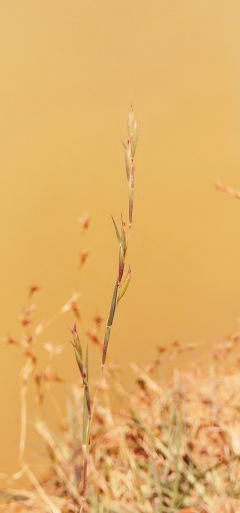 twig, plant वॉलपेपर
