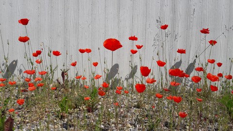 poppy