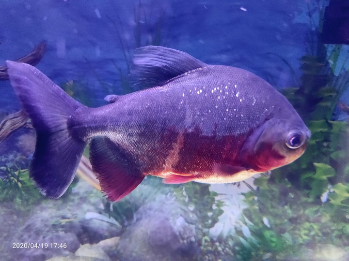 Piranha  ?