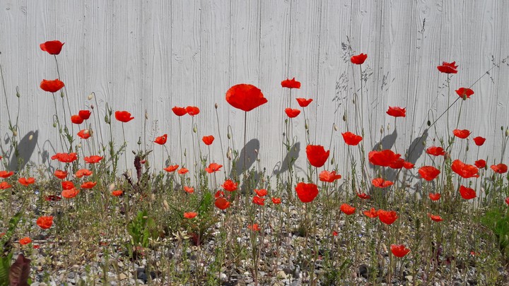 poppy