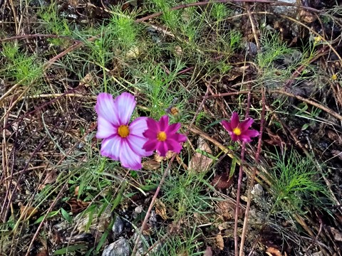 grass, petal háttérképek