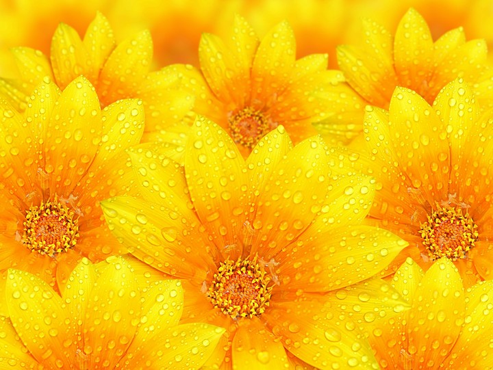 yellow flowers