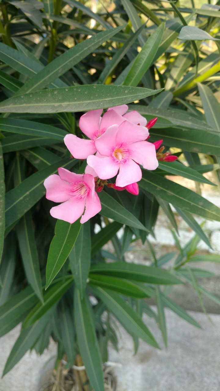Pink flowers