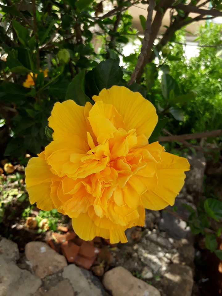 Clavel Amarillo criollo