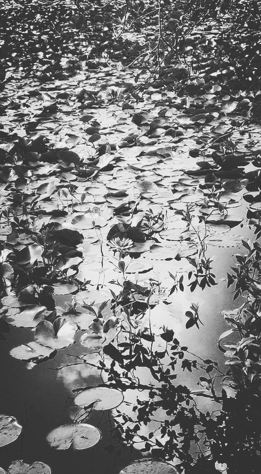 pond