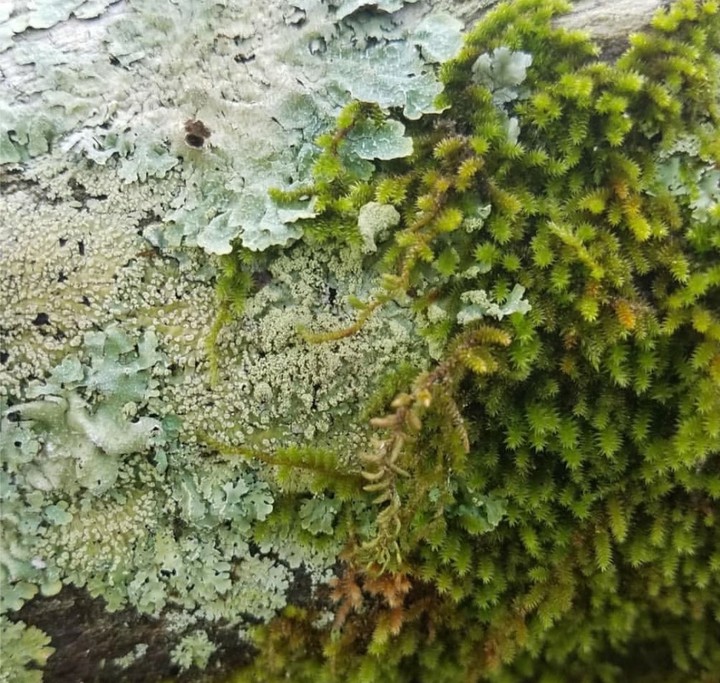 Moss & Lichen
