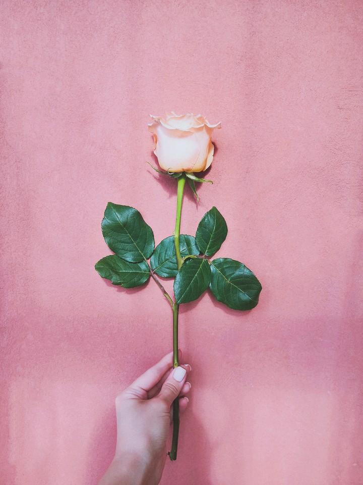 Rose on pink wall