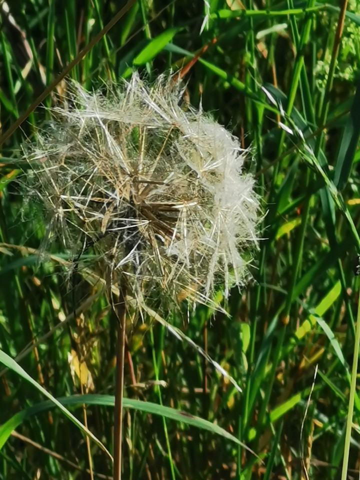Pusteblume