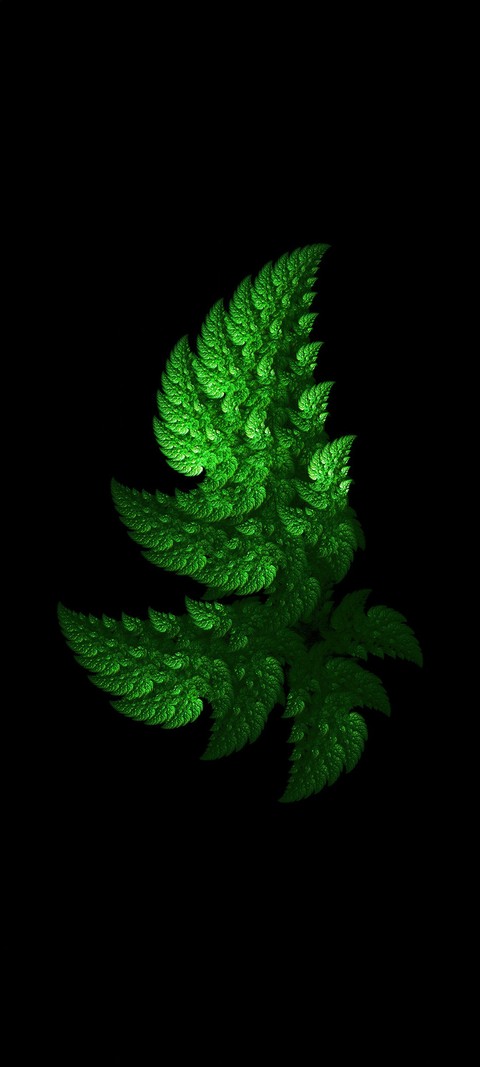 fern, 绿色壁纸