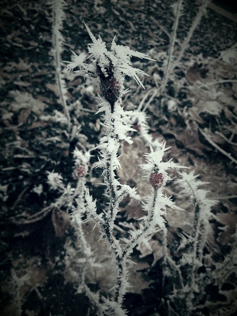 Frost