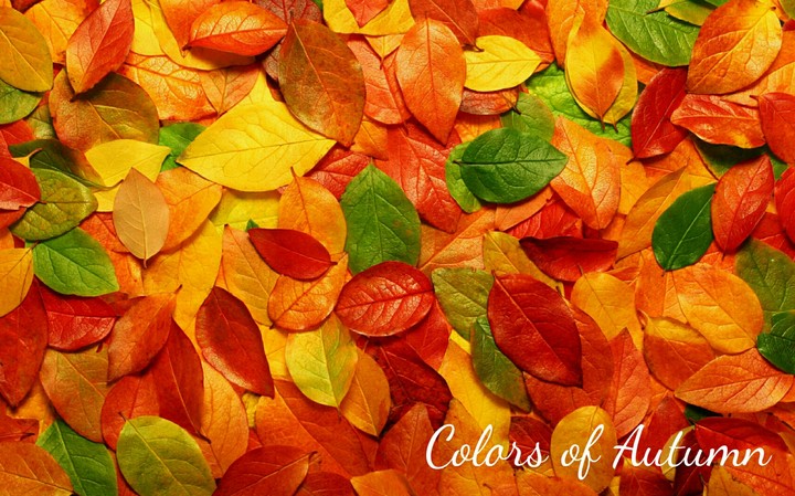 Colors of autumn.
