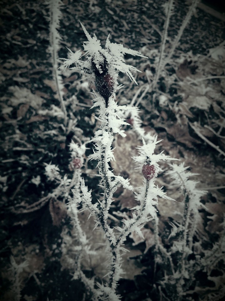 Frost