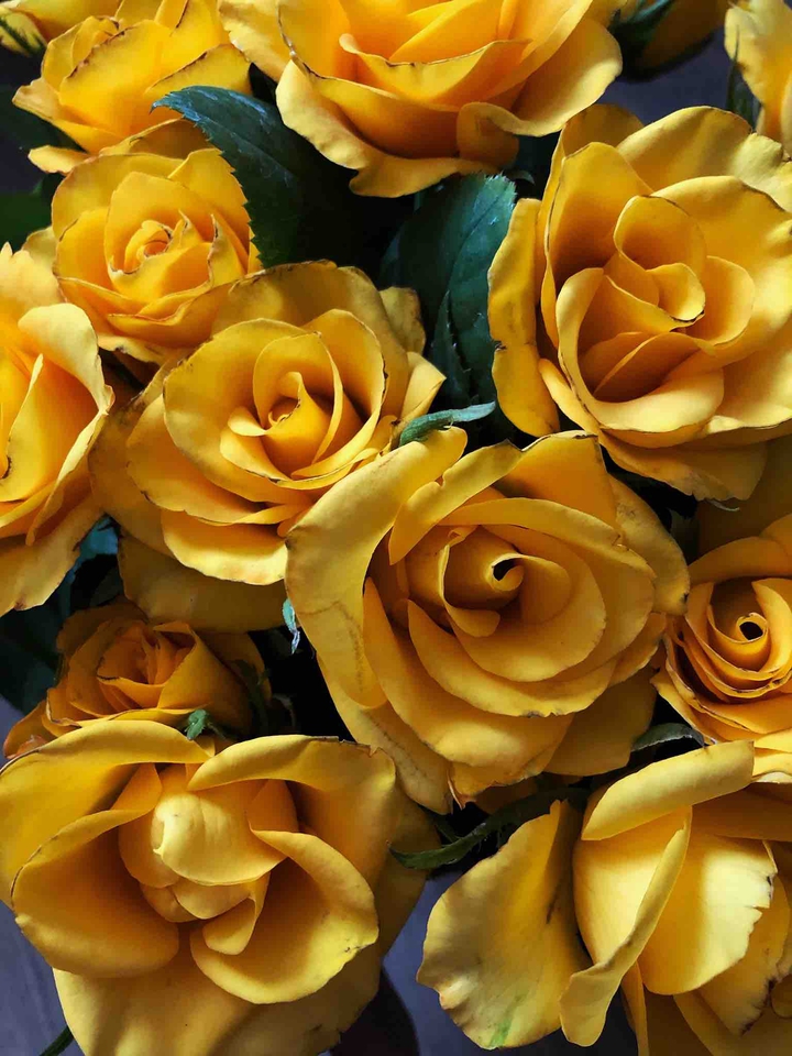 Roses