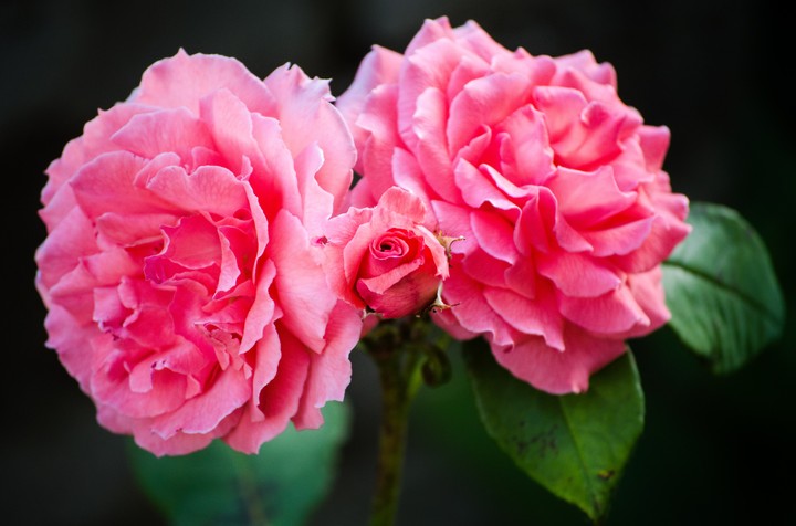 Rose 3