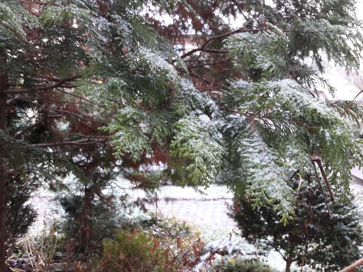 Snow in Lviv