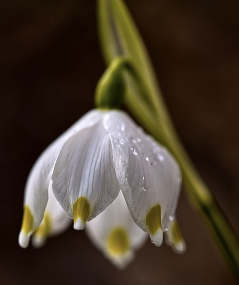 тапети closeup, petal