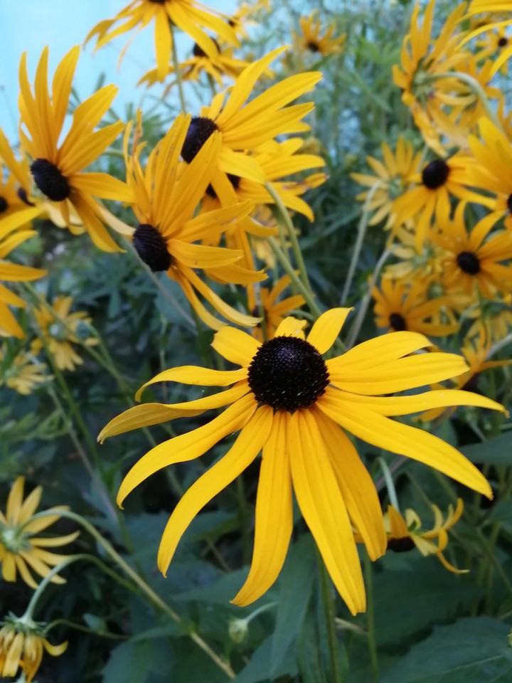 yellow