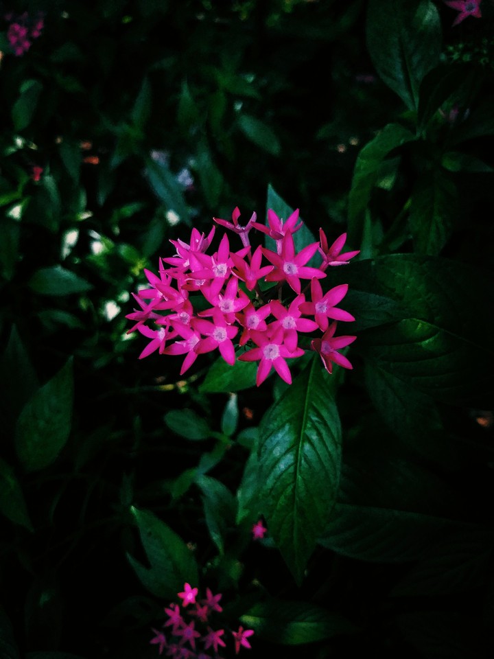 flowers