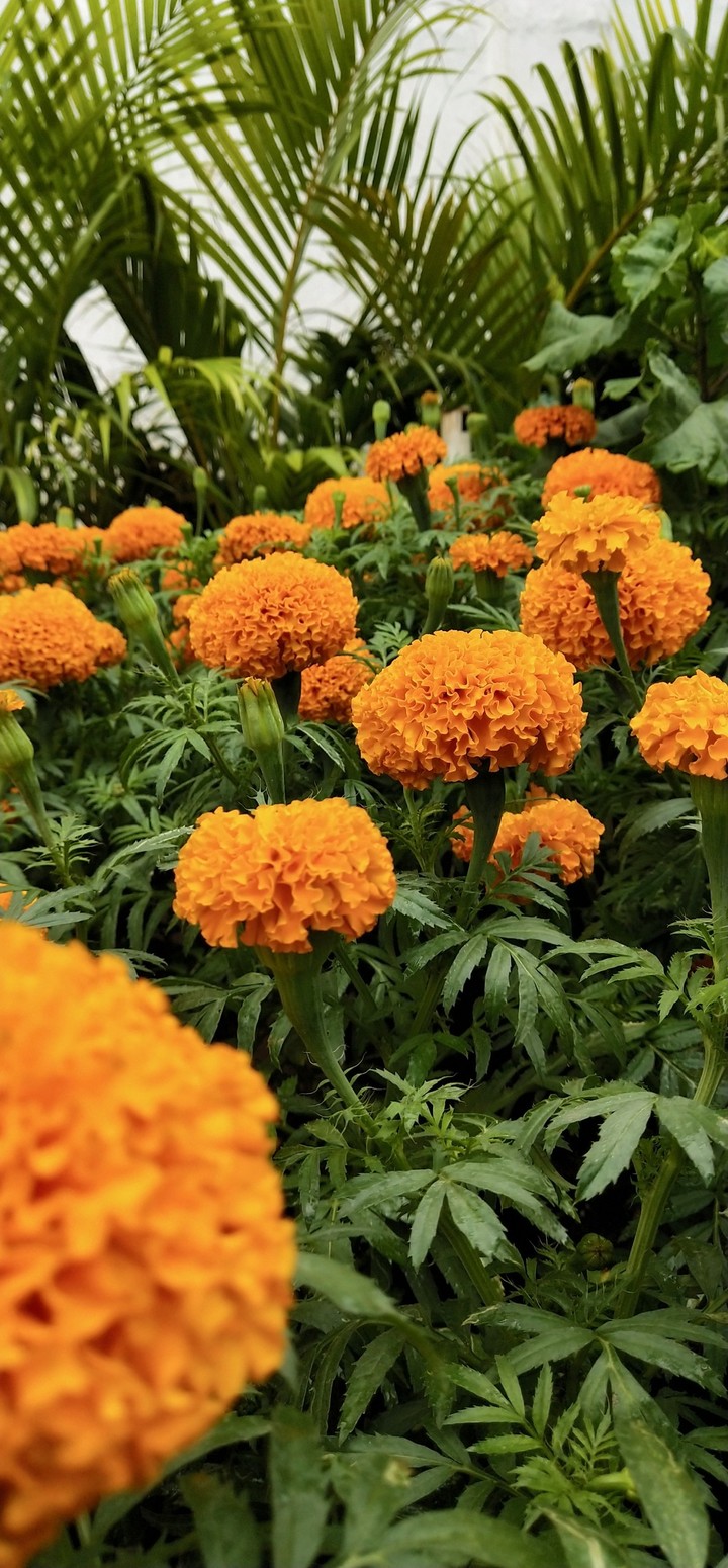 flowers