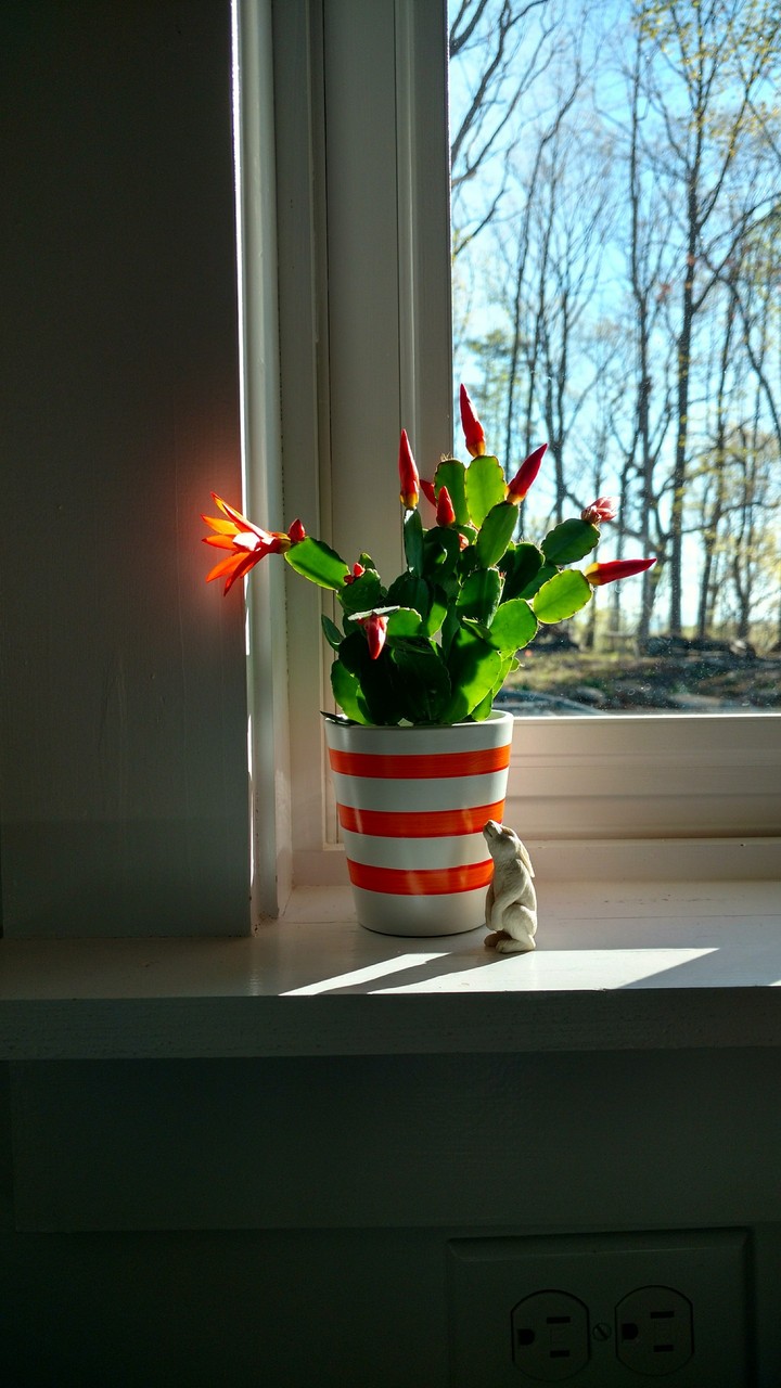 Spring Glow
