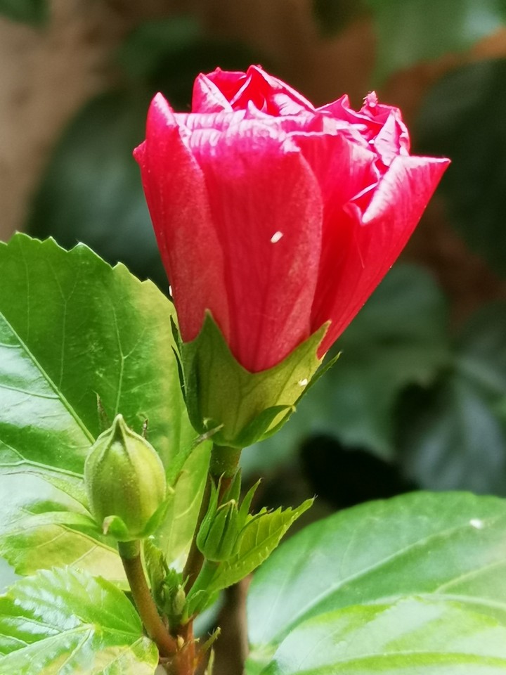 fleure
